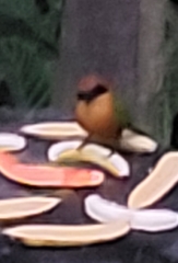 Baryphthengus martii