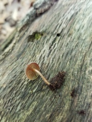 Simocybe