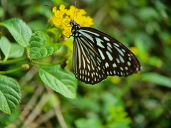 Ideopsis vulgaris