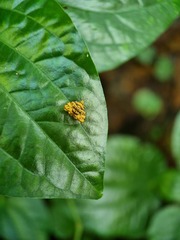 Choreutis