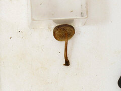 Simocybe