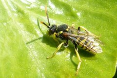 Nomada succincta