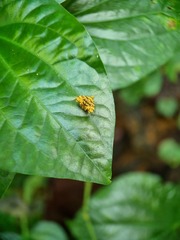 Choreutis