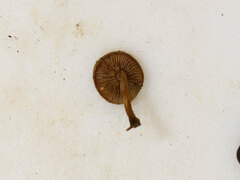 Simocybe
