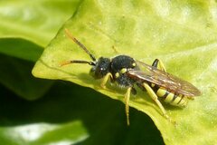 Nomada succincta