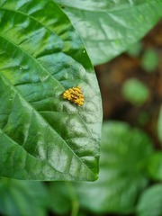 Choreutis