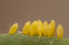 Hesperocharis