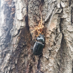 Serrognathus titanus platymelus