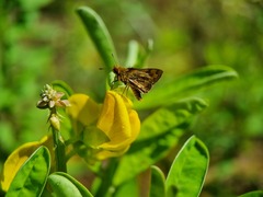 Taractrocera archias