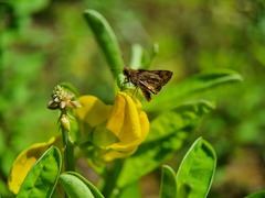 Taractrocera archias