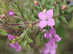Boronia gracilipes