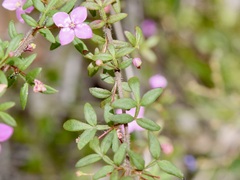 Boronia gracilipes