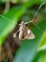 Notocrypta paralysos