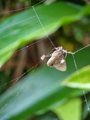 Notocrypta paralysos