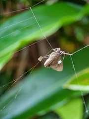 Notocrypta paralysos