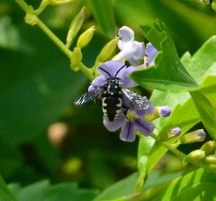 Thyreus histrionicus