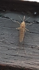 Culex pipiens