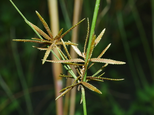 Image of Cyperus flavidus by (c) Jacy Chen, some rights reserved (CC BY)