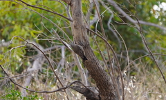 Climacteris picumnus