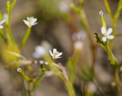 Stylidium despectum