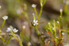 Stylidium despectum