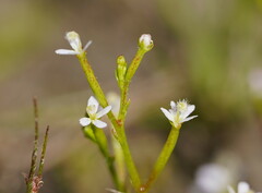 Stylidium despectum