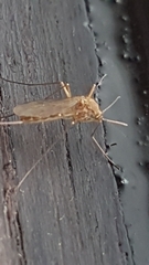 Culex pipiens