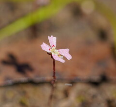 Stylidium ecorne