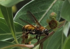Radumeris tasmaniensis