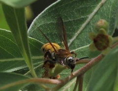 Radumeris tasmaniensis