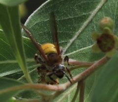 Radumeris tasmaniensis
