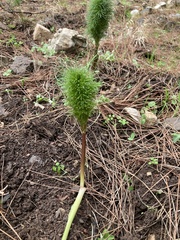 Ferula