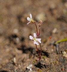 Stylidium ecorne