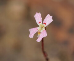 Stylidium ecorne