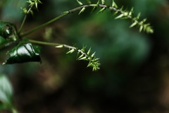 Achyranthes