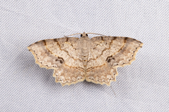 Calletaera subexpressa