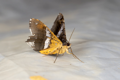 Chiasmia nora