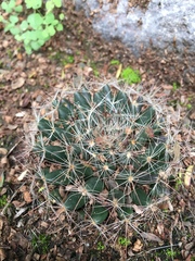 Mammillaria zephyranthoides