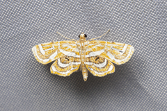 Cymoriza