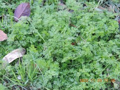 Anthriscus caucalis
