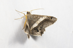 Chiasmia nora