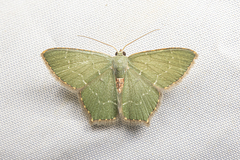 Hemithea tritonaria