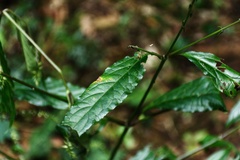 Achyranthes