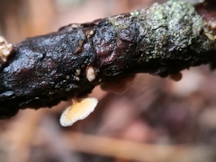 Lachnellula subtilissima