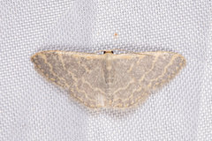 Idaea costiguttata