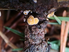 Lachnellula subtilissima