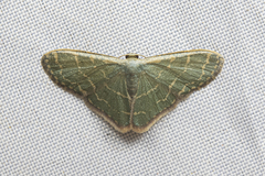 Lophophleps triangularis