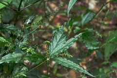 Achyranthes