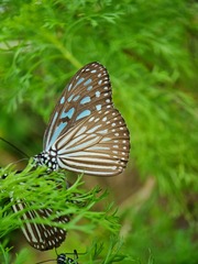 Ideopsis vulgaris