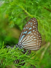 Ideopsis vulgaris